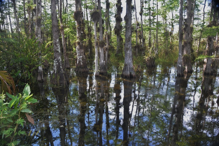 bromeliades on cypress trees